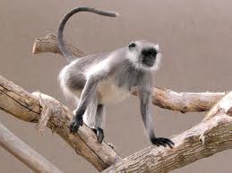 Langur Hanuman