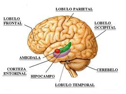 lóbulos cerebrales