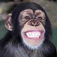 Mono riéndose